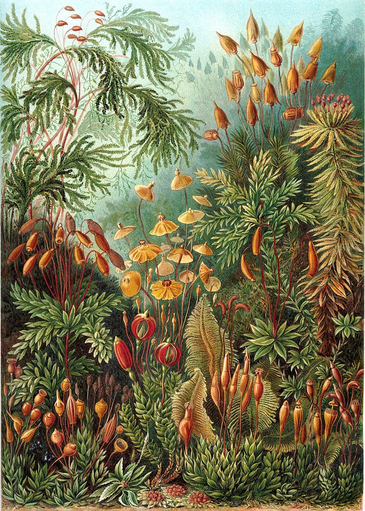 Plate 72 from Ernst Haeckel’s Kunstformen der Natur (1904)