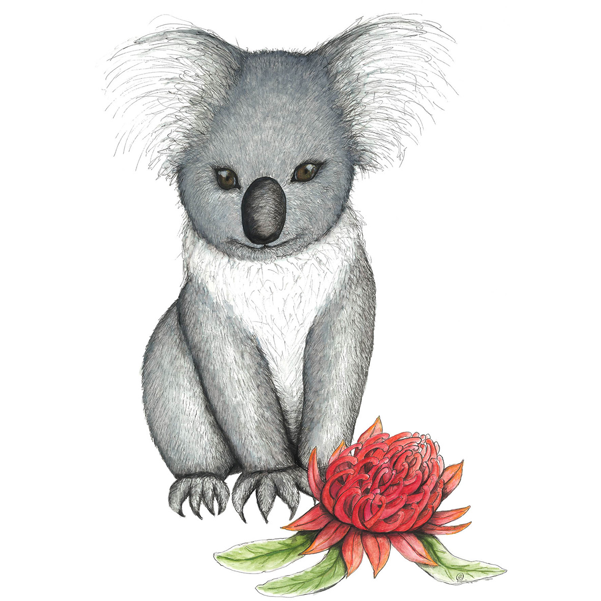 Young koala with waratah Australian animal wall art print