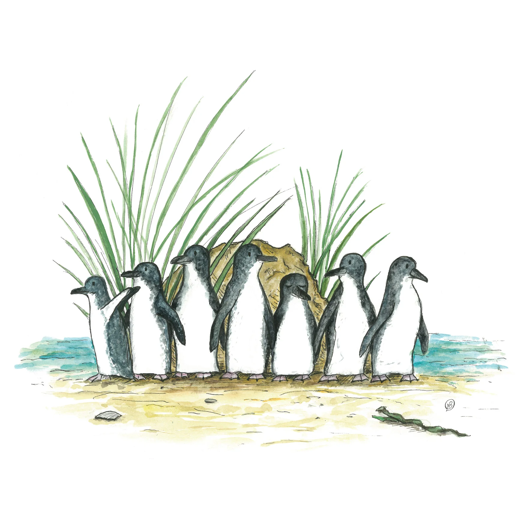 Little fairy penguins art print