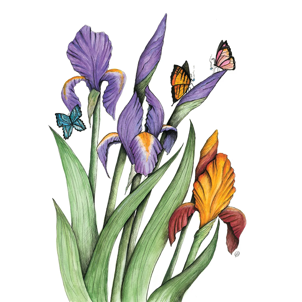 Flower & bug series, irises and butterflies art print