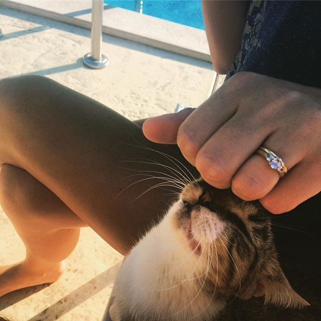 Cuppa tea by the pool with this ball of fluff this morning ☀️🐱#catsofinstagram #catscratch #holiday #montenegro