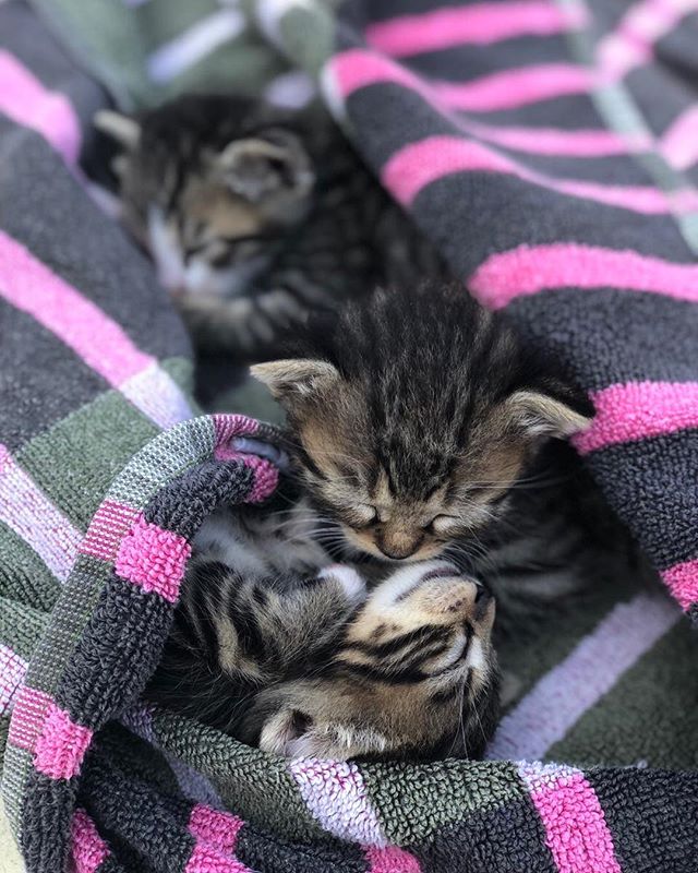 We have some new guests here... 🐱 💕