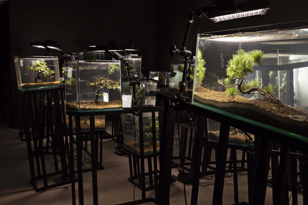 Agua con Gaz, Bernard Leroy, Ana Omandichana, Martaque,&nbsp;and Diederick Dewaere, 2015 (aquariums, bonsai, aluminium bases, and lights), installation view, Galleria Continua,&nbsp;San Gimignano / Beijing / Les Moulins / Habana. Photo by: Ela Bialk…