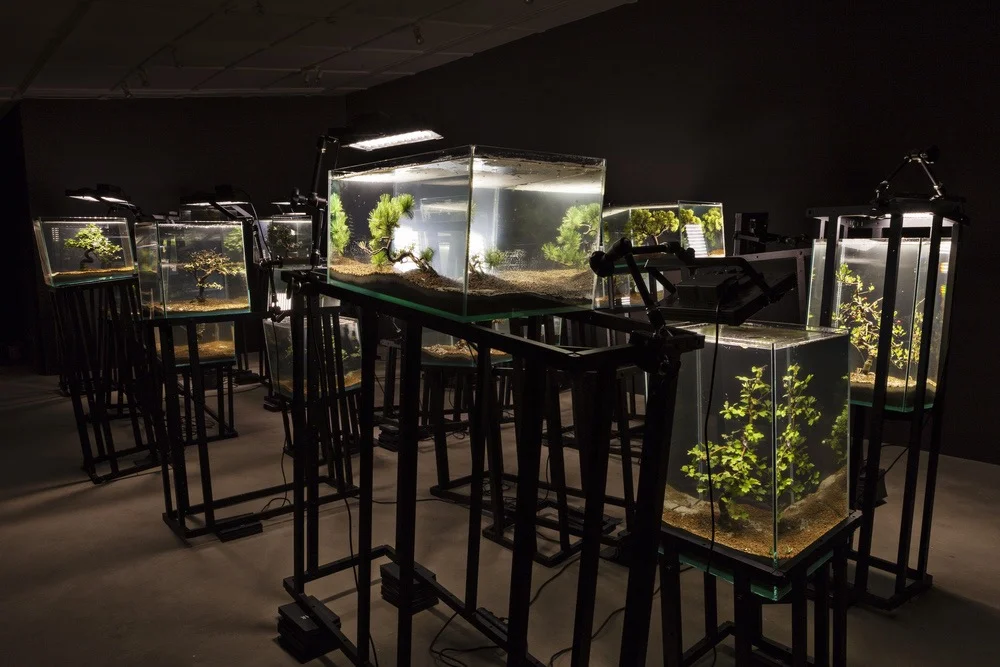 Agua con Gaz , Bernard Leroy, Ana Omandichana, Martaque, and Diederick Dewaere , 2015 ( aquariums, bonsai, aluminium bases, and lights ), installation view, Galleria Continua, San Gimignano / Beijing / Les Moulins / Habana. Photo by: Ela Bialkowska.