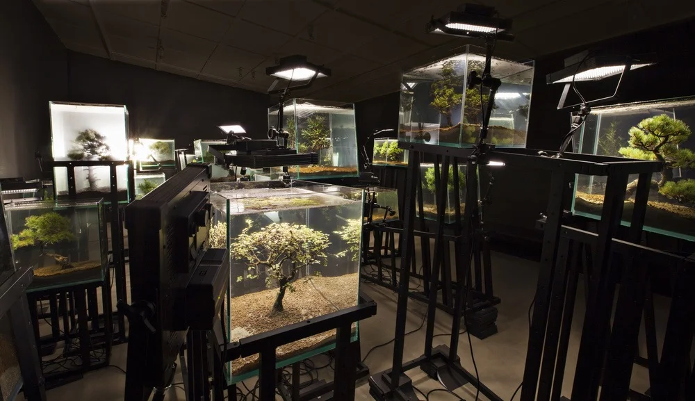 Agua con Gaz , Bernard Leroy, Ana Omandichana, Martaque, and Diederick Dewaere , 2015 ( aquariums, bonsai, aluminium bases, and lights ), installation view, Galleria Continua, San Gimignano / Beijing / Les Moulins / Habana. Photo by: Ela Bialkowska.
