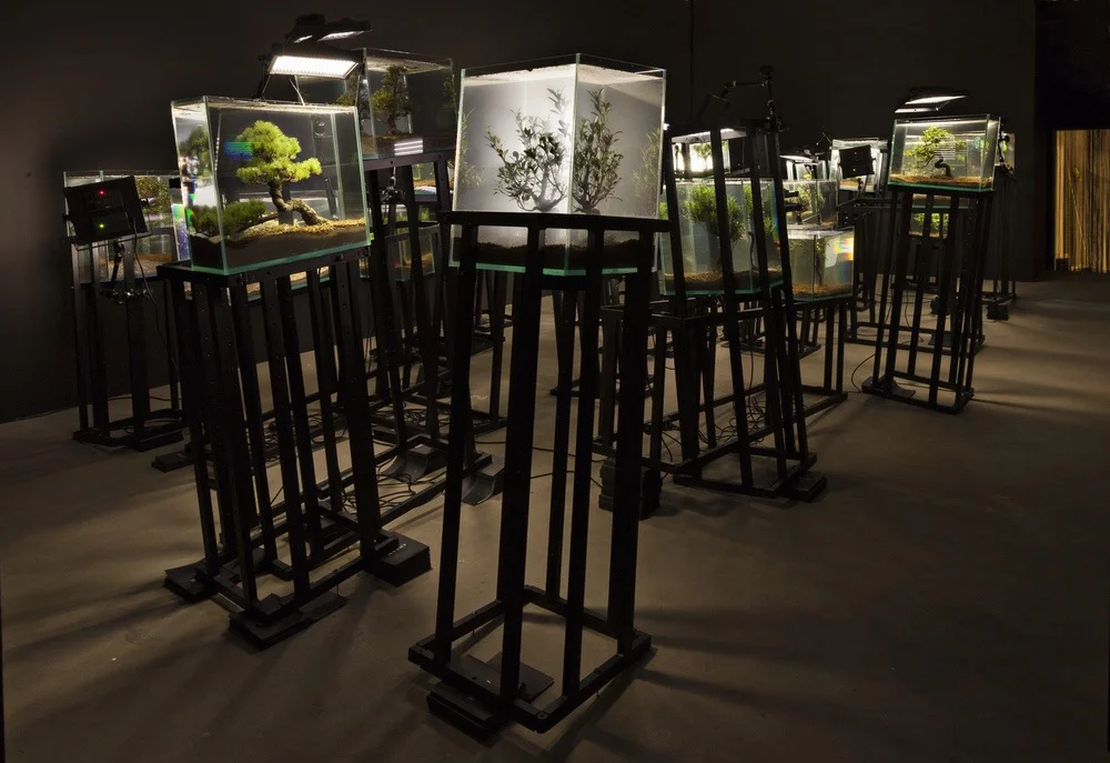 Agua con Gaz , Bernard Leroy, Ana Omandichana, Martaque, and Diederick Dewaere , 2015 ( aquariums, bonsai, aluminium bases, and lights ), installation view, Galleria Continua, San Gimignano / Beijing / Les Moulins / Habana. Photo by: Ela Bialkowska.