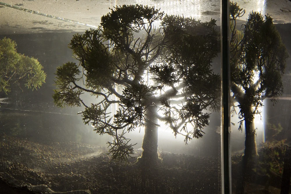 Agua con Gaz , Bernard Leroy, Ana Omandichana, Martaque, and Diederick Dewaere , 2015 ( aquariums, bonsai, aluminium bases, and lights ), detail, Galleria Continua, San Gimignano / Beijing / Les Moulins / Habana. Photo by: Ela Bialkowska.