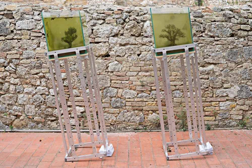Drown.u and ir, Hélène Thensiau, and Bernard Leroy,&nbsp;2015 (aquariums, bonsai, aluminium bases), installation view, Galleria Continua,&nbsp;San Gimignano / Beijing / Les Moulins / Habana. Photo by: Ela Bialkowska.
