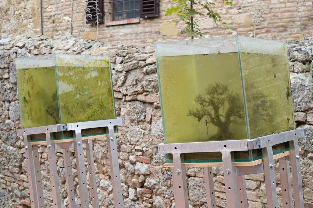 Drown.u and ir , Hélène Thensiau , and Bernard Leroy , 2015 ( aquariums, bonsai, aluminium bases ), installation view, Galleria Continua, San Gimignano / Beijing / Les Moulins / Habana. Photo by: Ela Bialkowska.