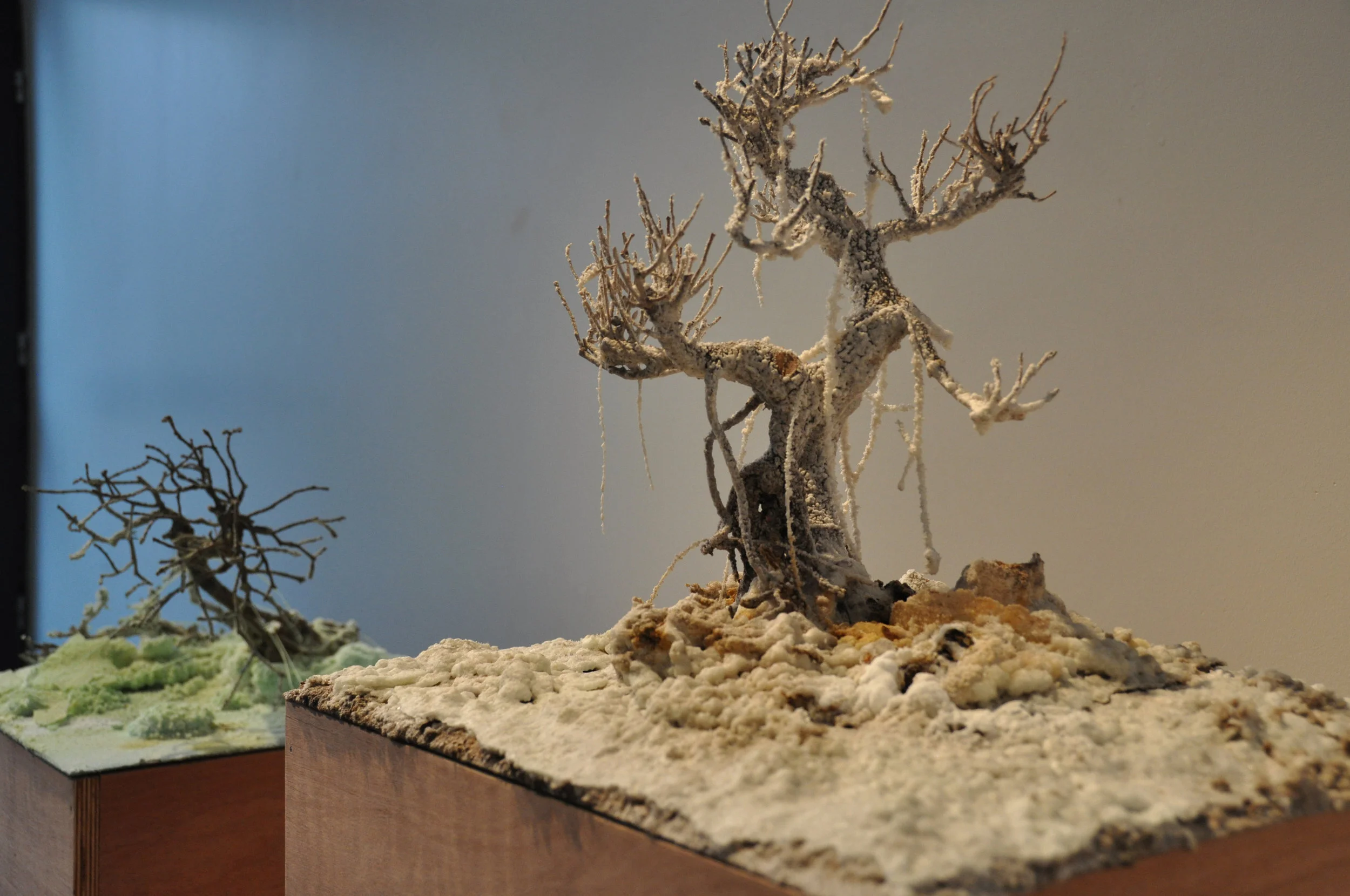 Salinas, 2017, Electric cooking plate, copper plate, bonsai, and salt. Installation view at Morpho, Brussels. Photo by: Kiki Petrato