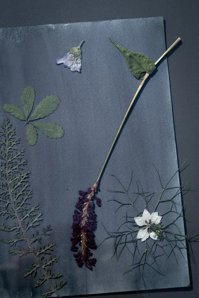 Workshop Cyanotype