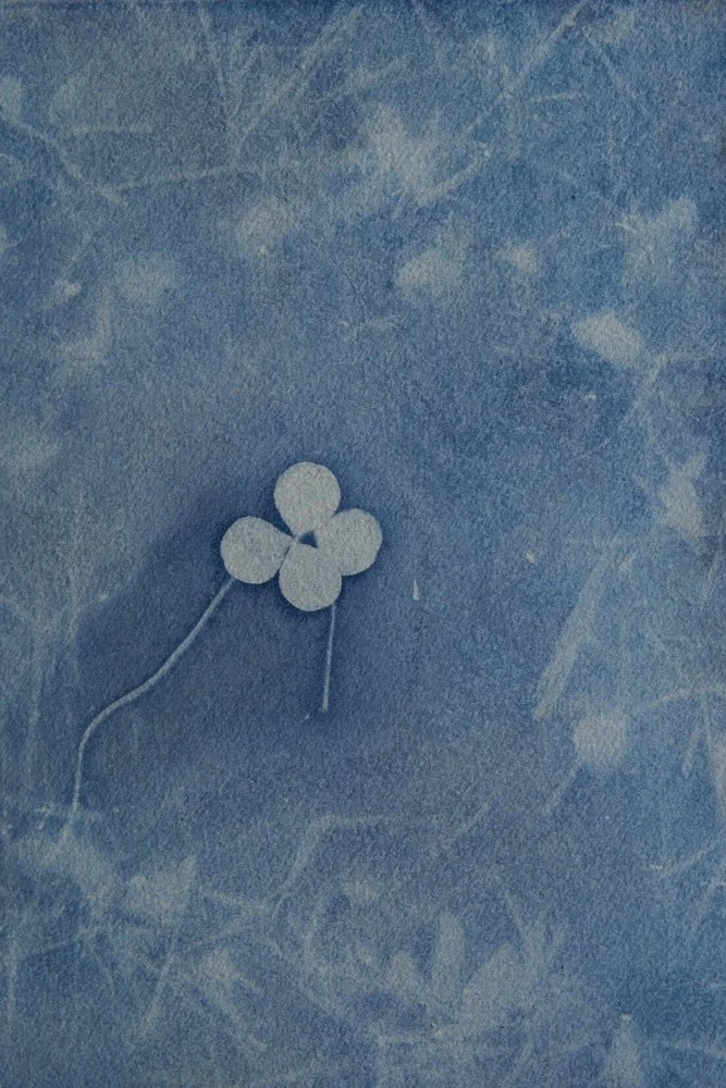 CyanotypeKaarten01.jpg