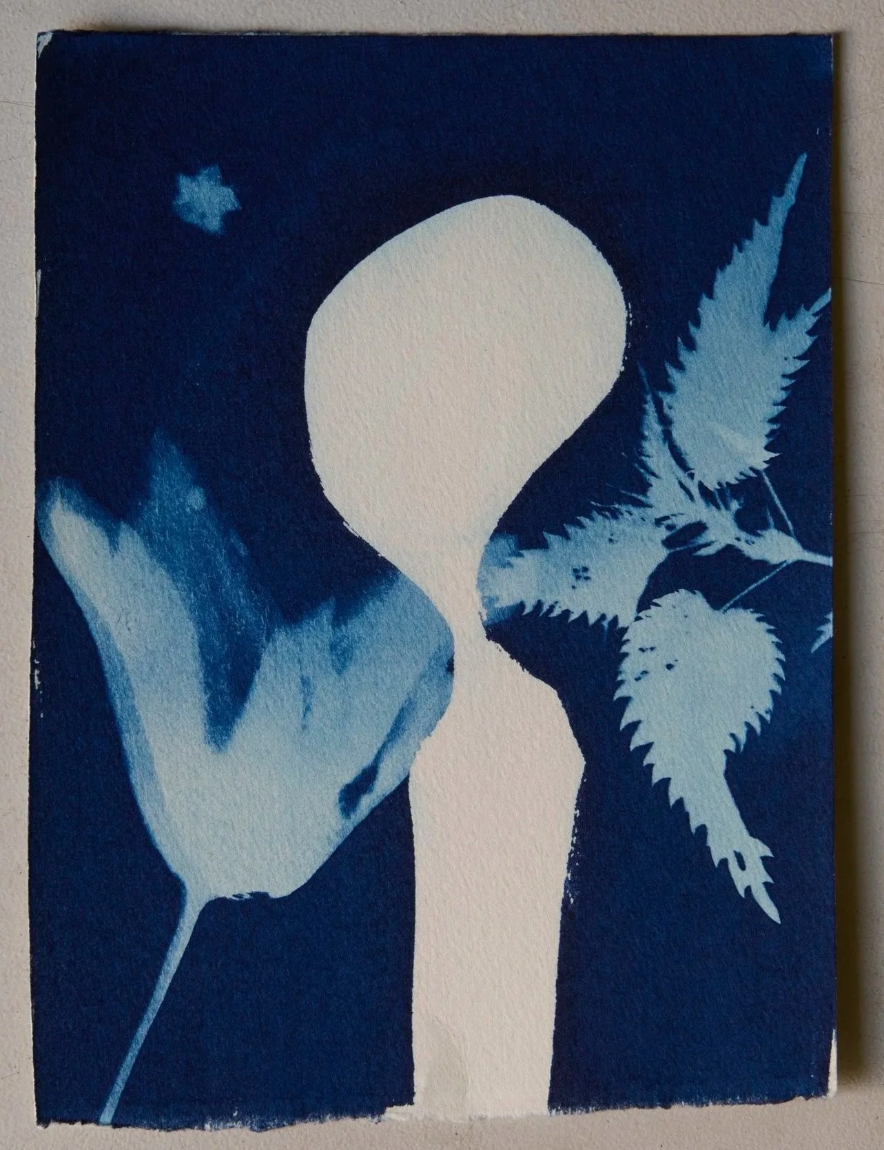 CyanotypeKaarten09.jpg