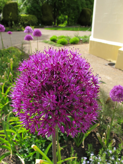 Allium 'Purple Sensation'