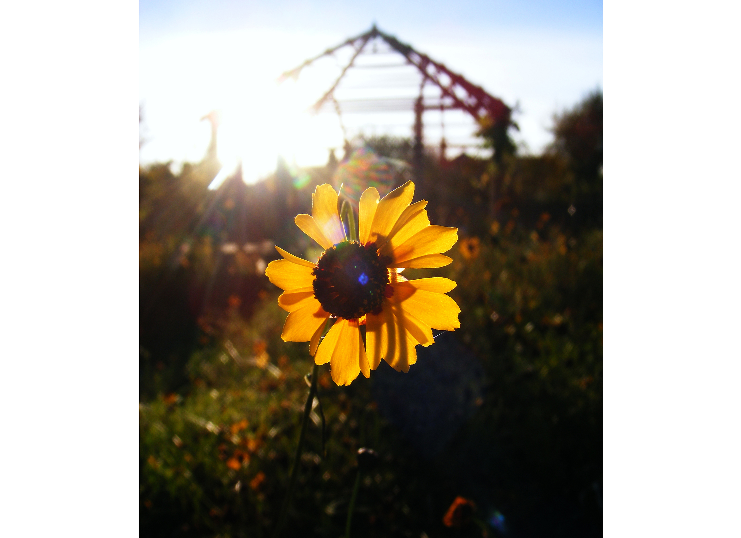 Coreopsis tinctoria