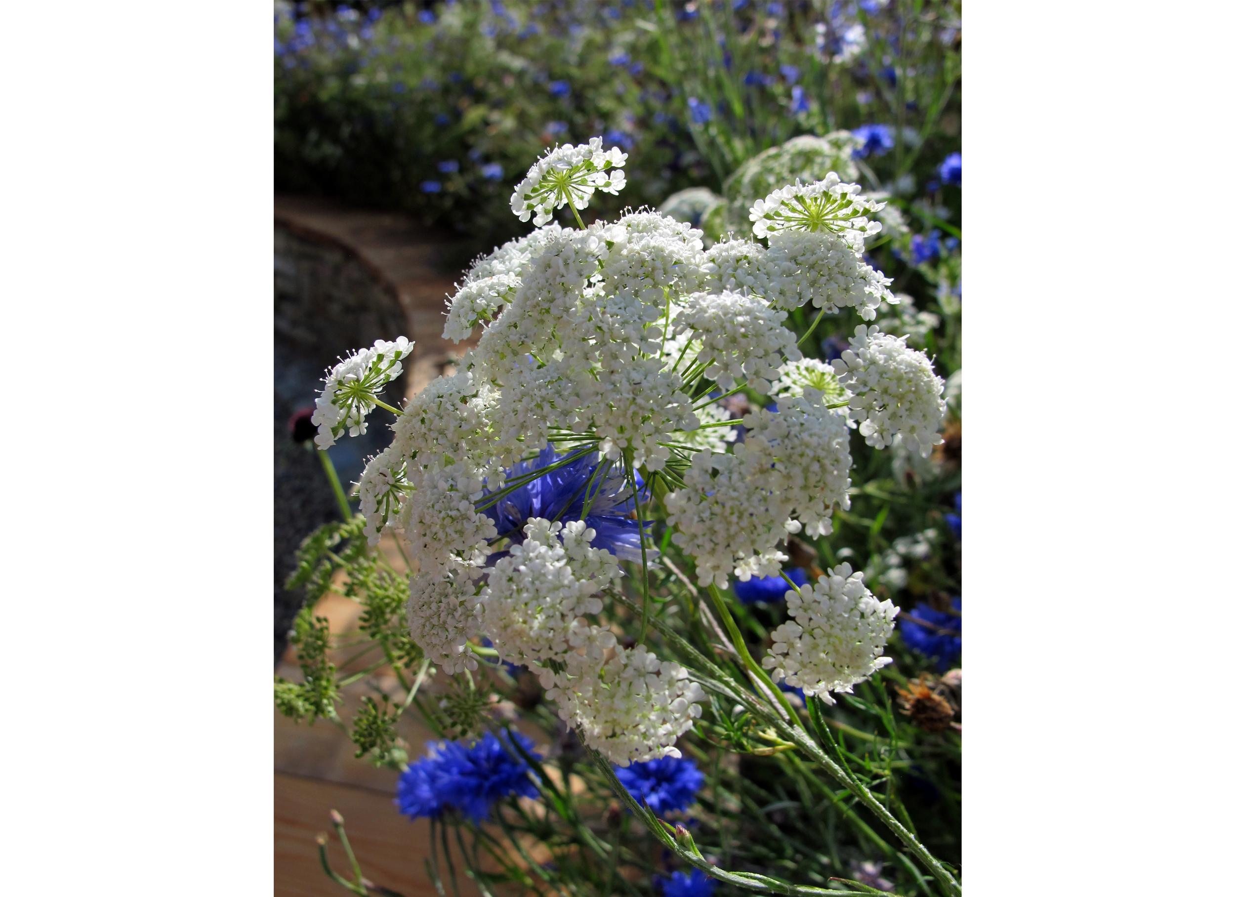 Cow Parsley, Hudswell