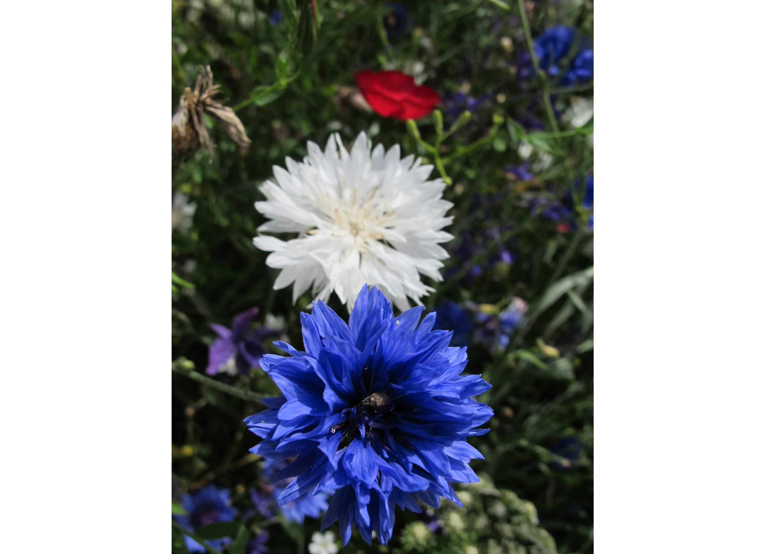 Cornflowers
