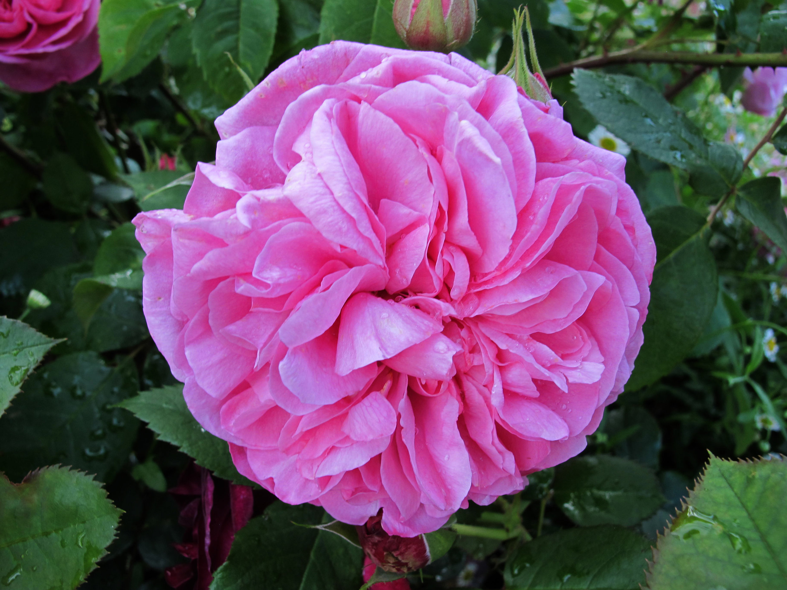 Rosa Gertrude Jekyll, Stockton On Tees
