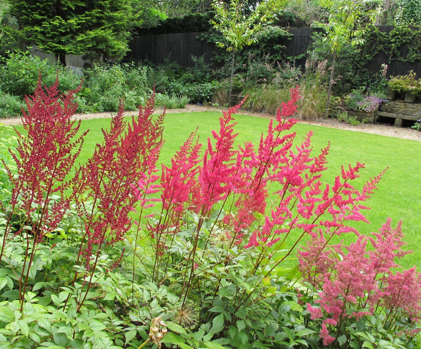 DACAstilbe.jpg