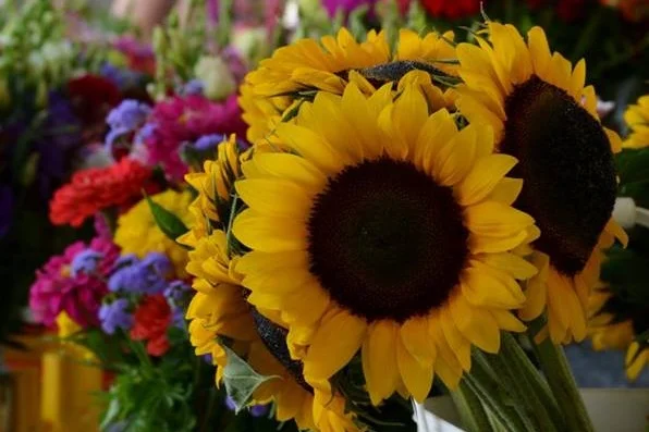flowers+up+close.jpg