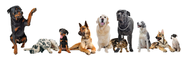 DOG MIXER