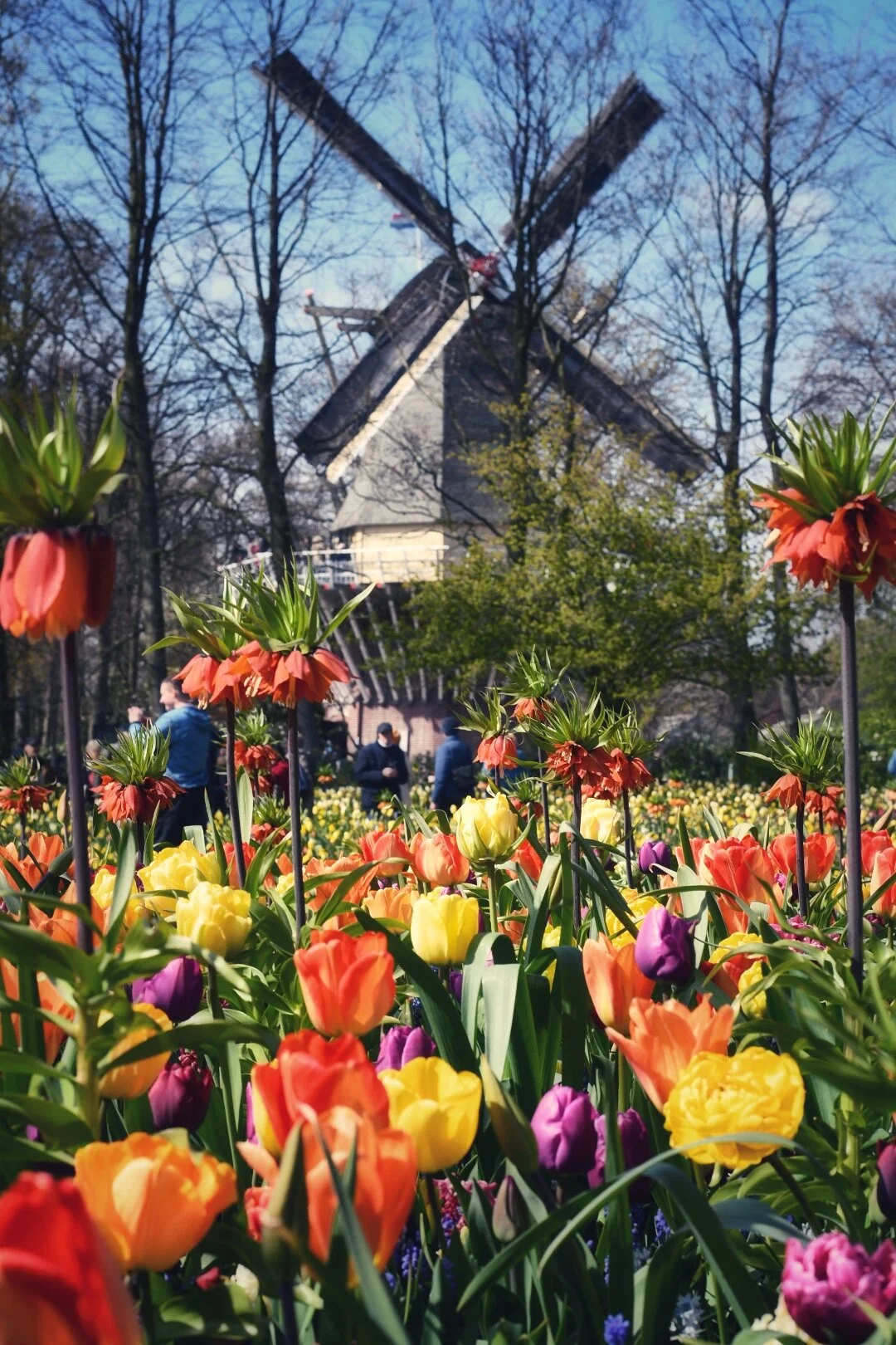 Keukenhof er stedet for alle tulipan-fetisjister