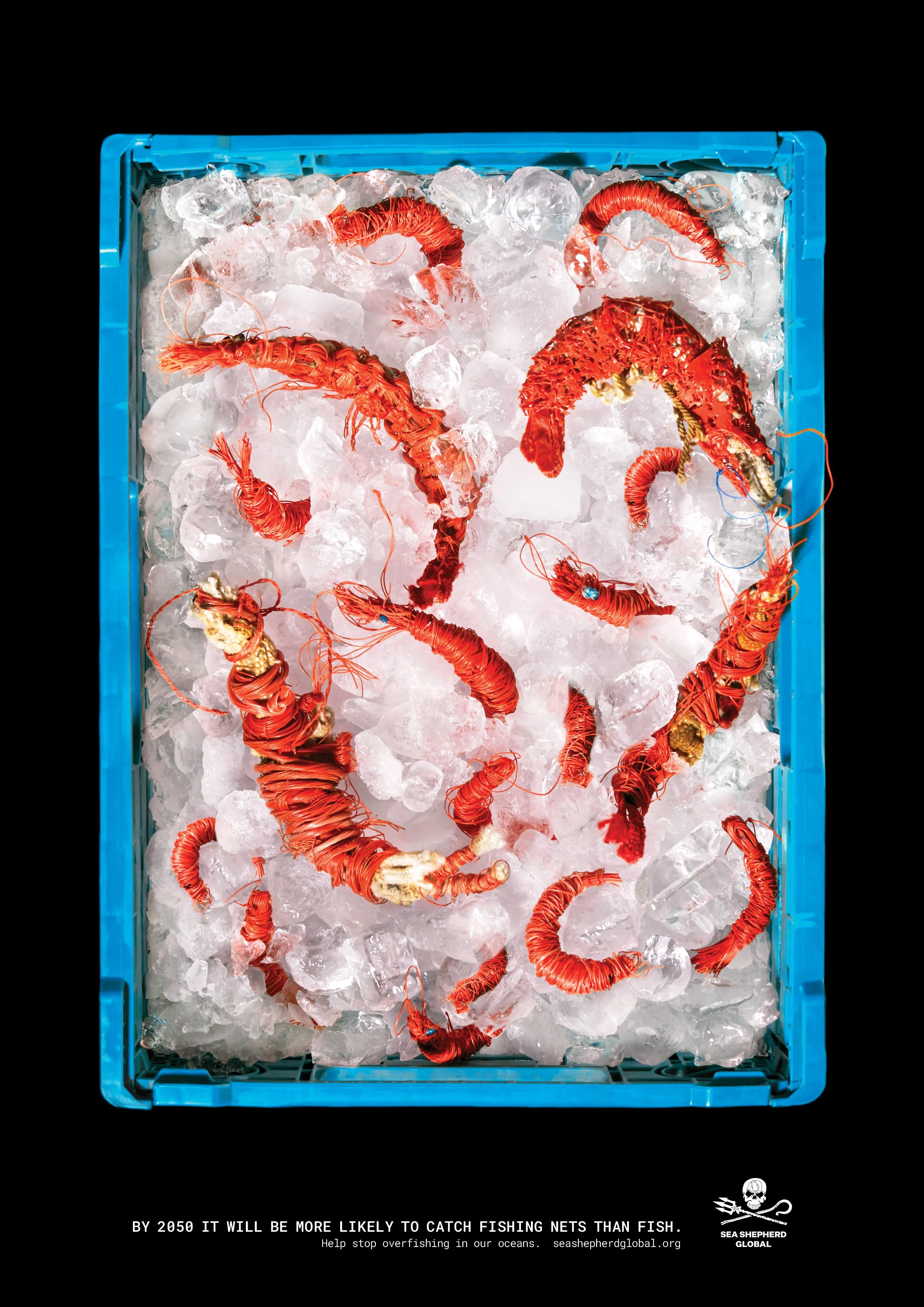 CatchoftheDay_KV4.png