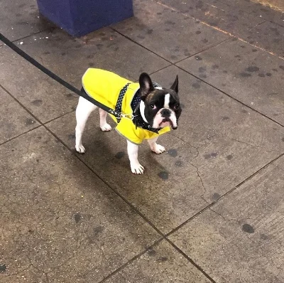 Buster is the type of doggo who should pride himself on his all-element-preparedness, but ends up longing for the summer sunshine despite his sunny raincoat. He's a four legged reminder that sometimes the rain blows - just like that cheeky saying on those bright umbrellas Dry Bar provides on days like this! 