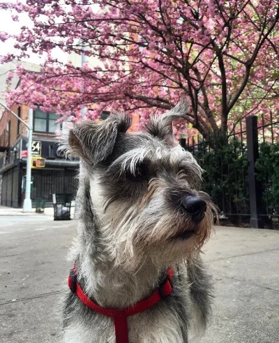 On the older side of things, this Schnauzer mix has already been around the block and then some. She's seen it all, folks. From Spring's blooming flowers to dogs sniffing each other's behinds. Despite being a little skittish (perhaps given how many rats she's seen in this city by now) Lyla sure knows how to serve a stoic smize to remind her followers that she's still got it. Follow her shenanigans on instagram @oldman_lyla. 
