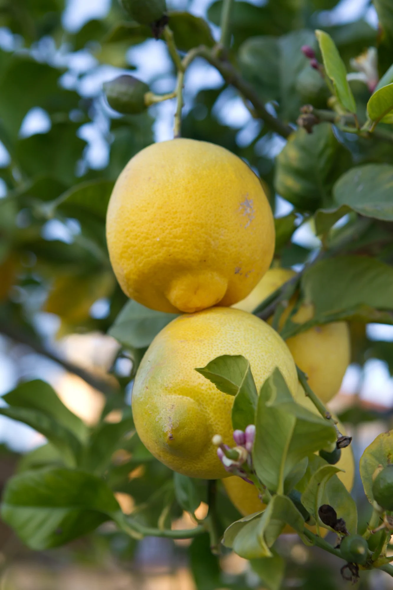 santa-barbara-garden-wedding.jpg