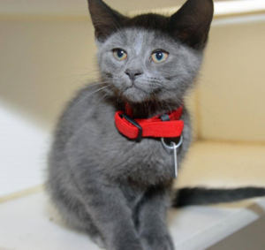 Oscar's baby picture. If this is not the cutest thing you ever did see then I don't what is.