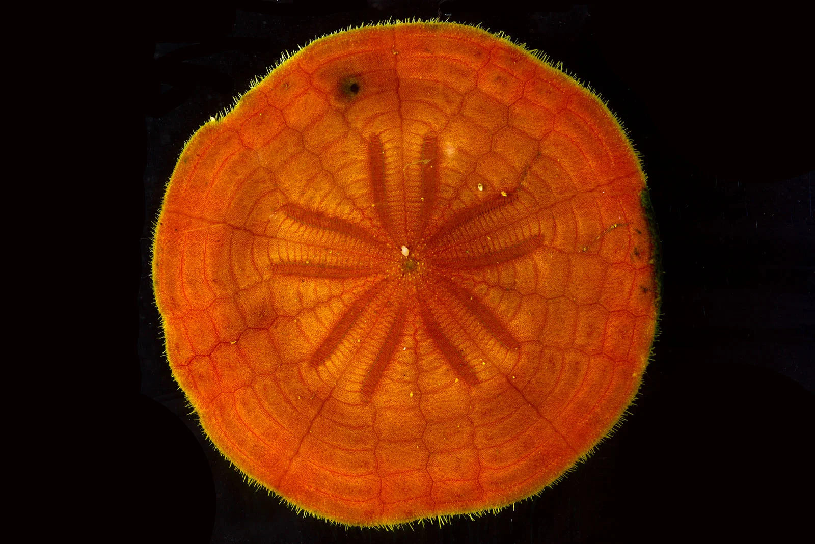 Clypeaster euclastus Image: Smithsonian Institution