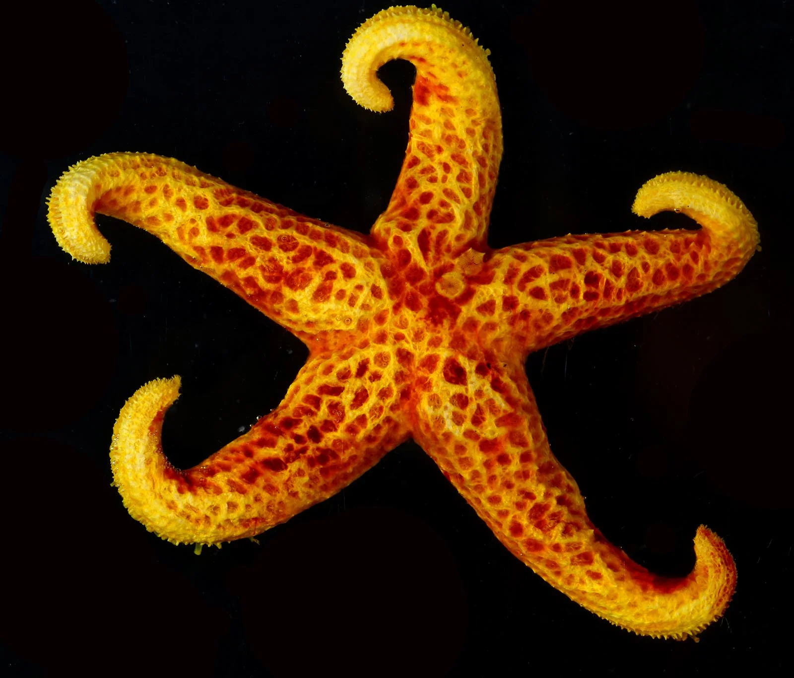 Echinaster sp Image: Smithsonian Institution