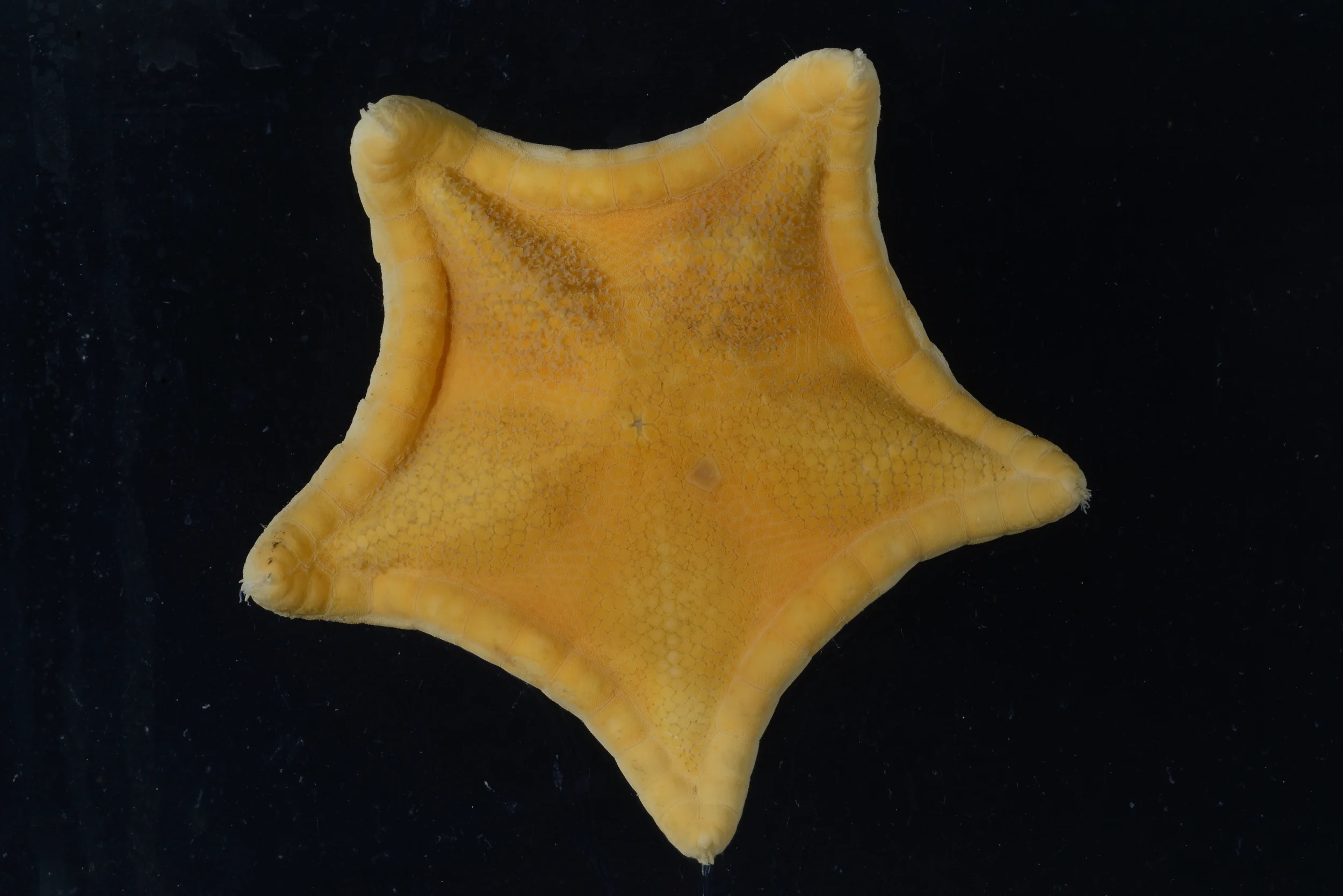 Ceramaster grenadensis Image: Smithsonian Institution