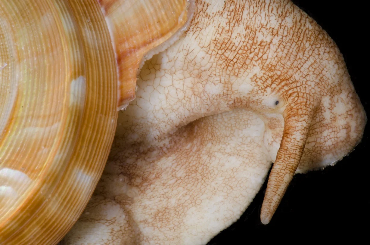CRP_0850.jpg