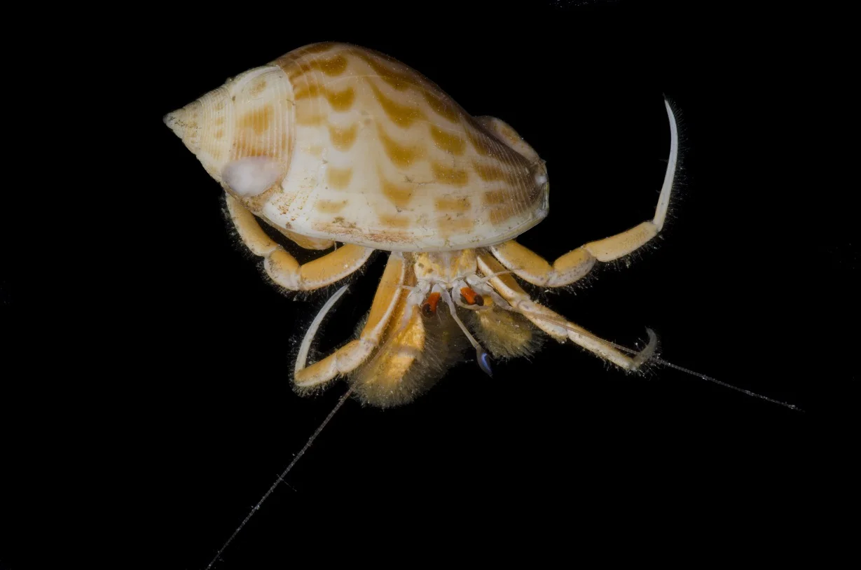 CRP_0863.jpg