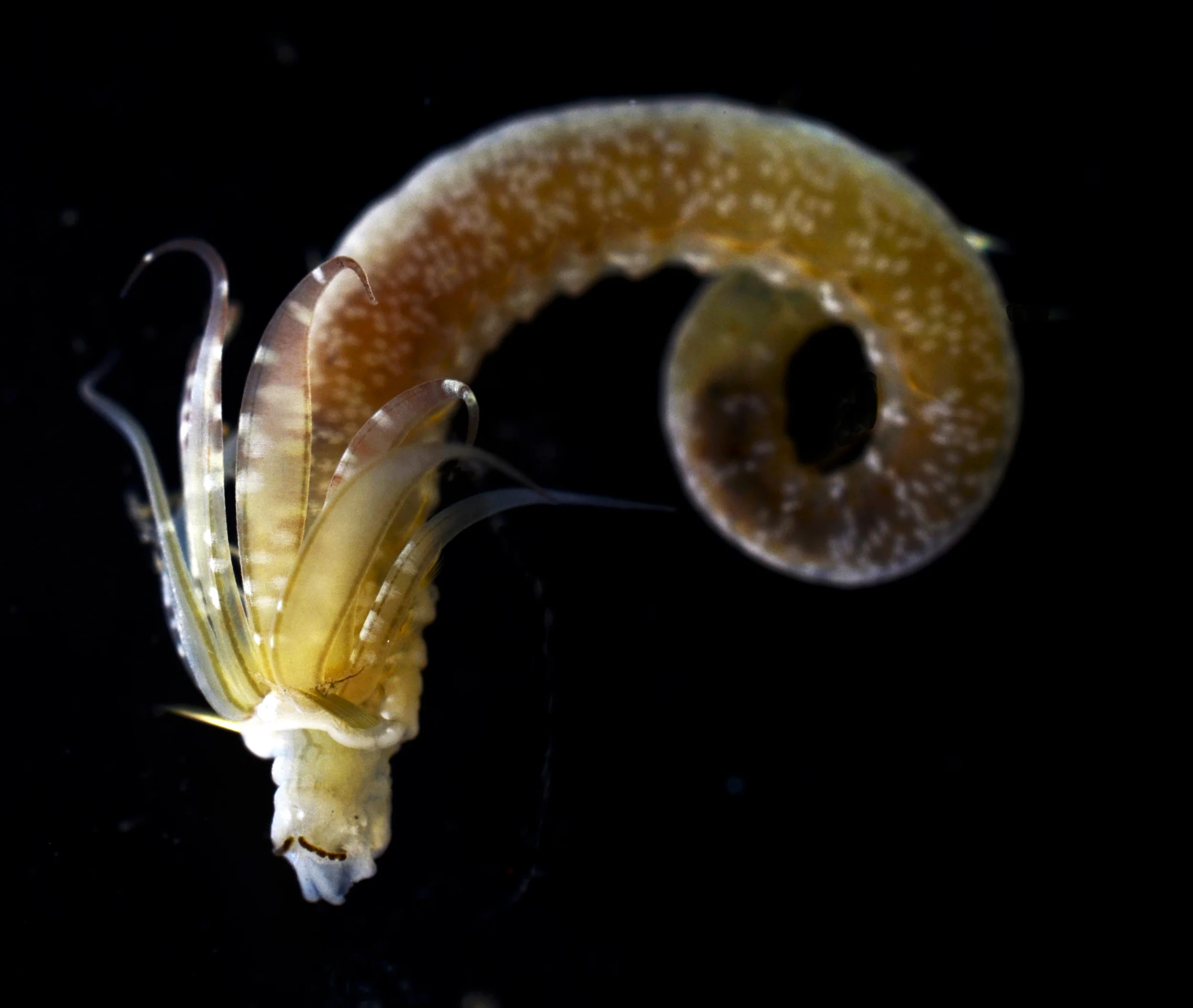 Cockatoo Worm