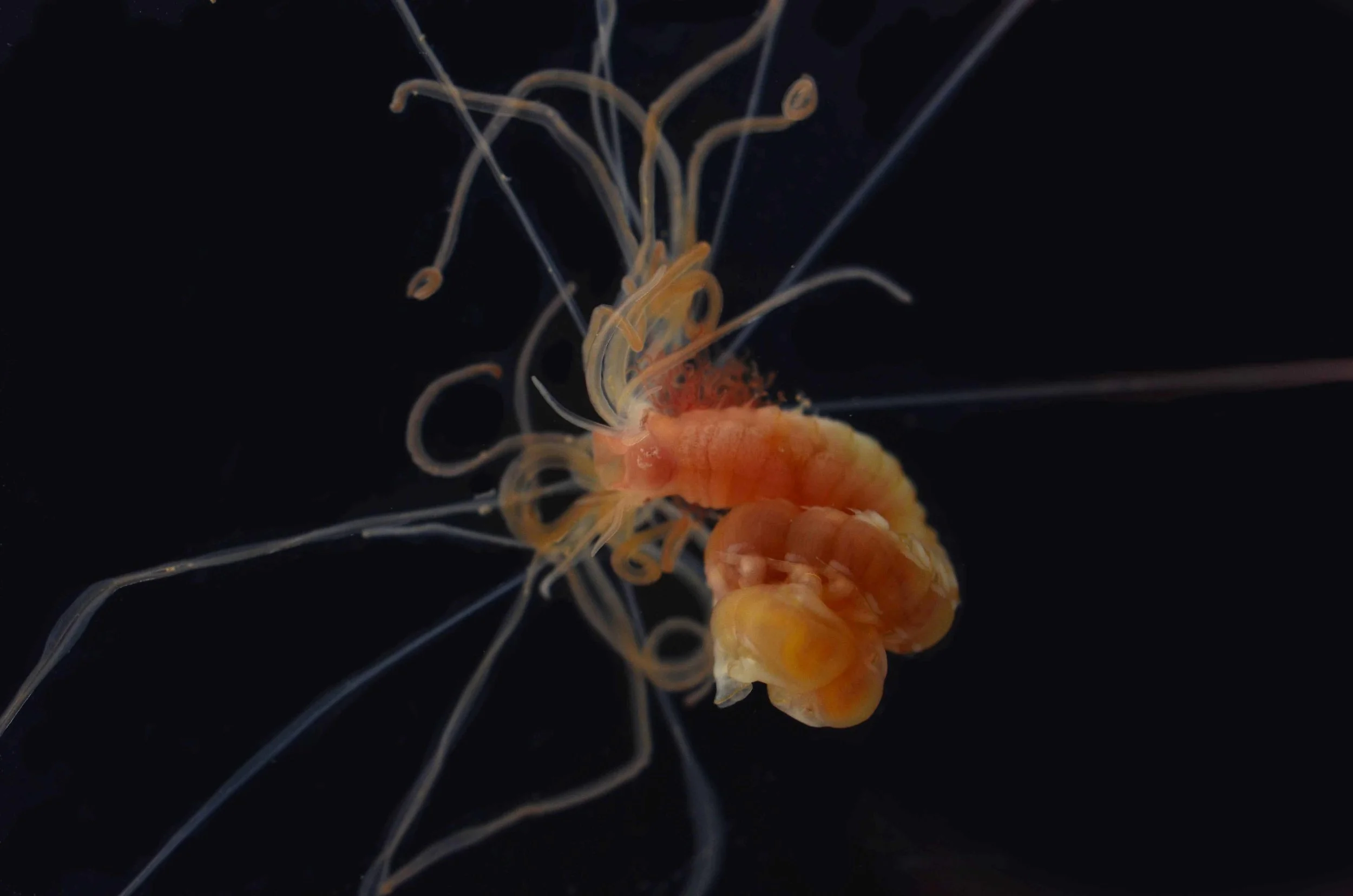Spaghetti Worm