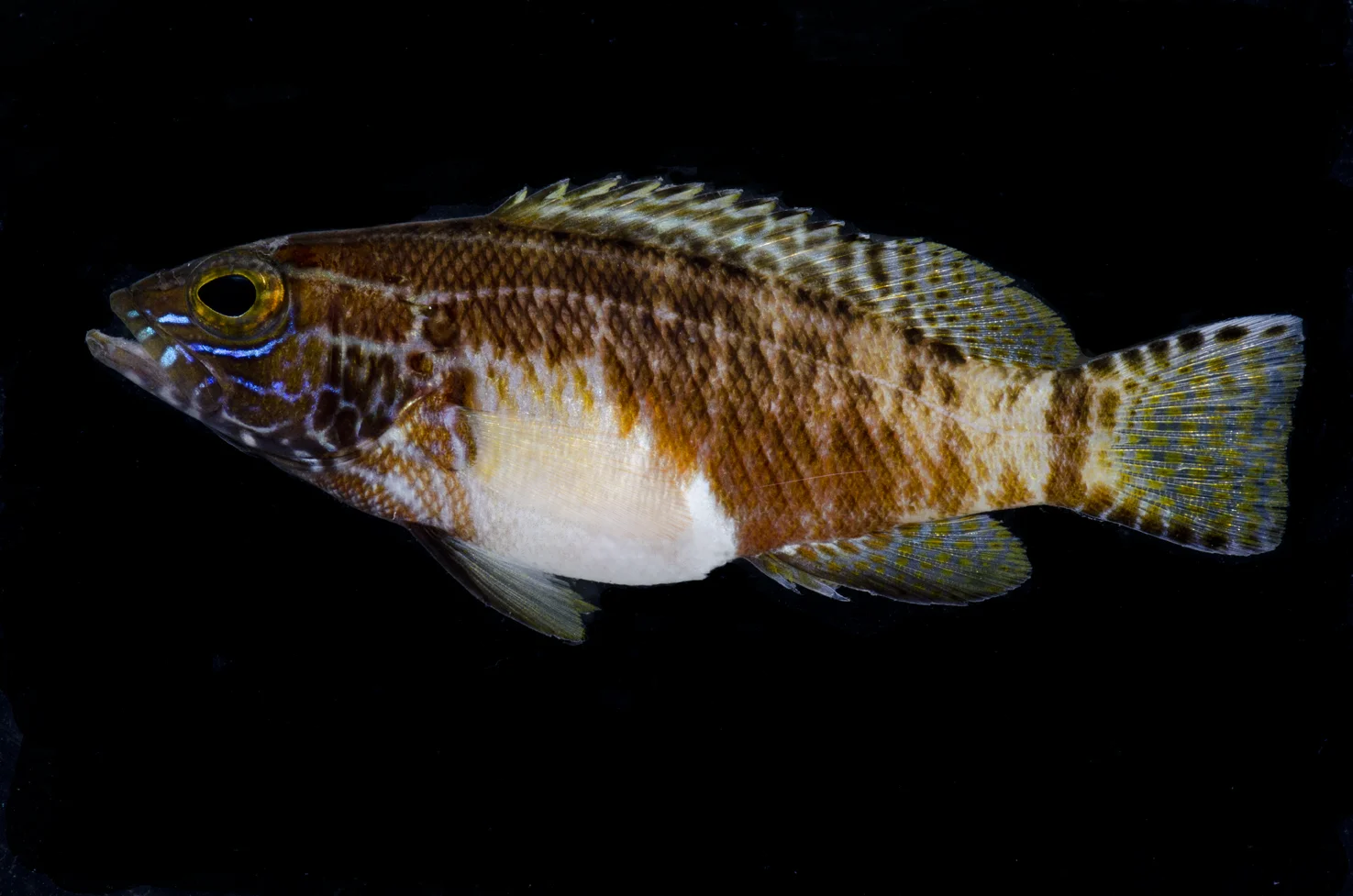 CRP_9472.jpg