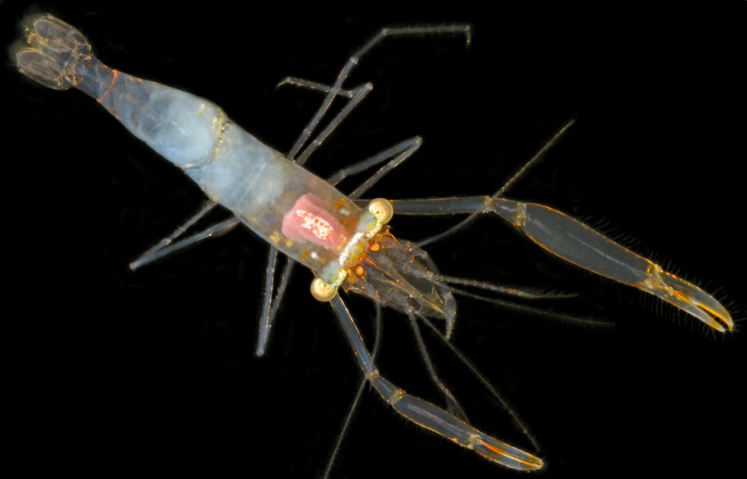 1a_DOMI 16241 Palaemonid - Copy.jpg