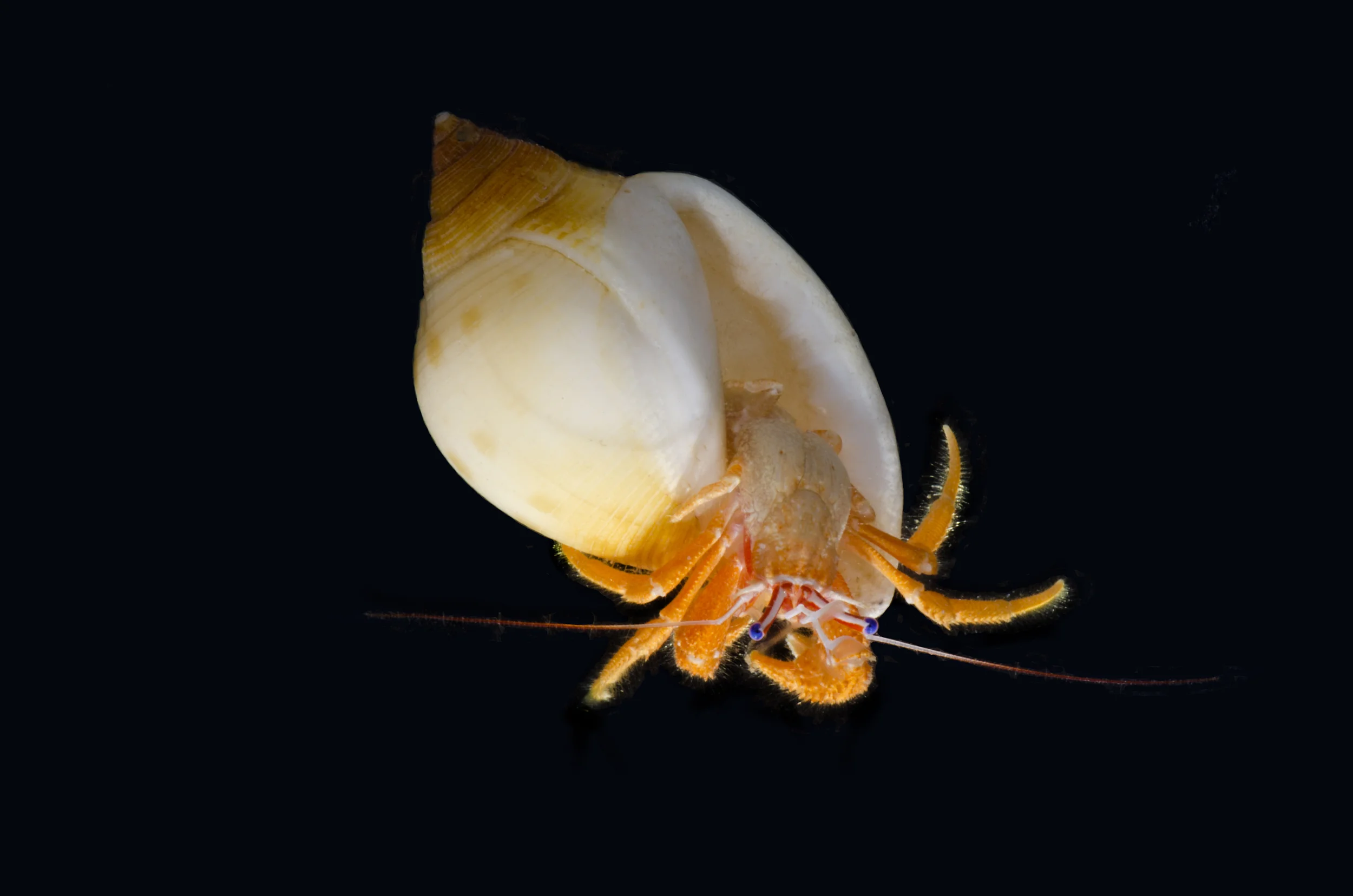Bathynarius anomalus (736ft)