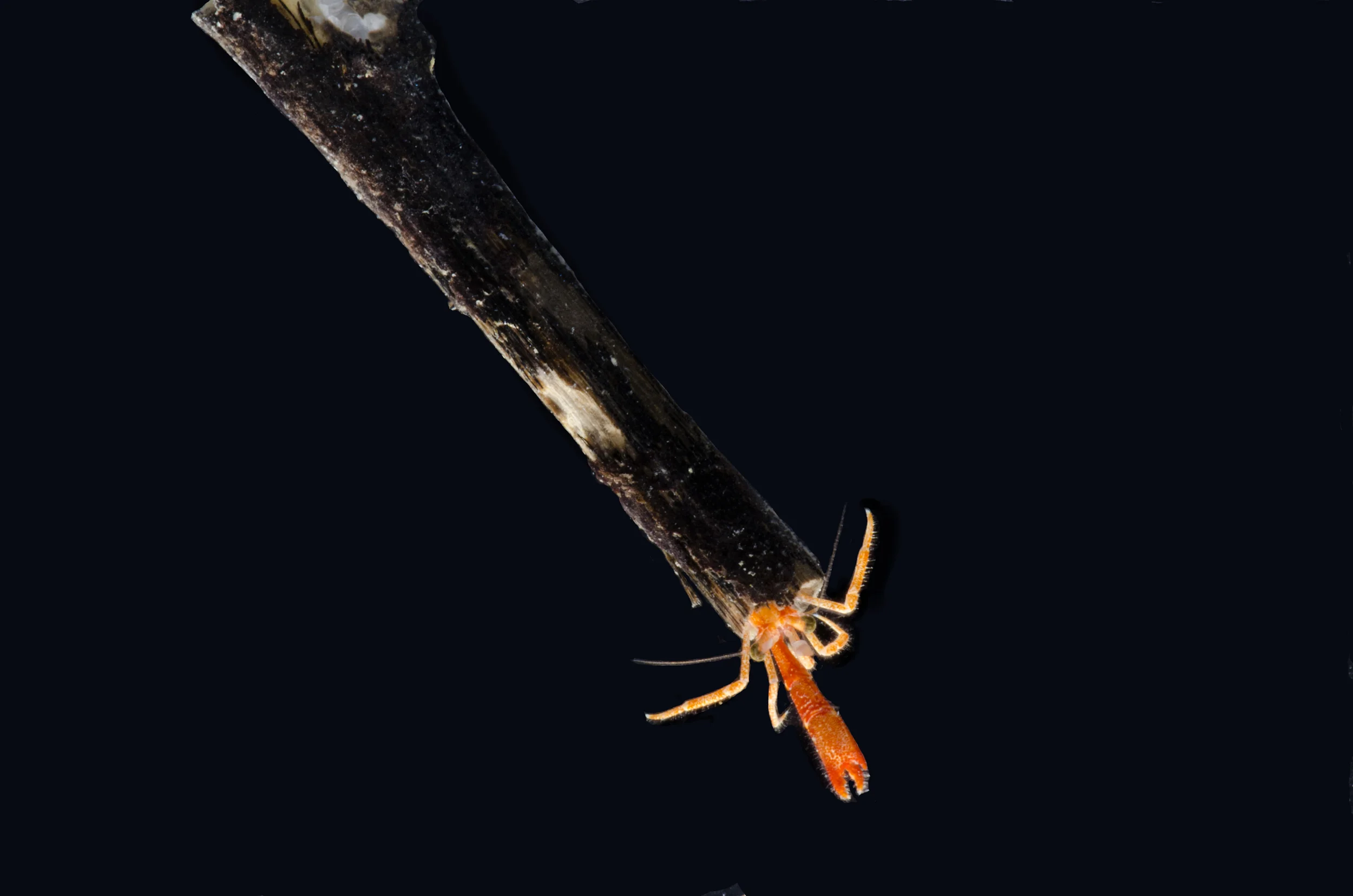 Xylopagurus tenuis (806ft)