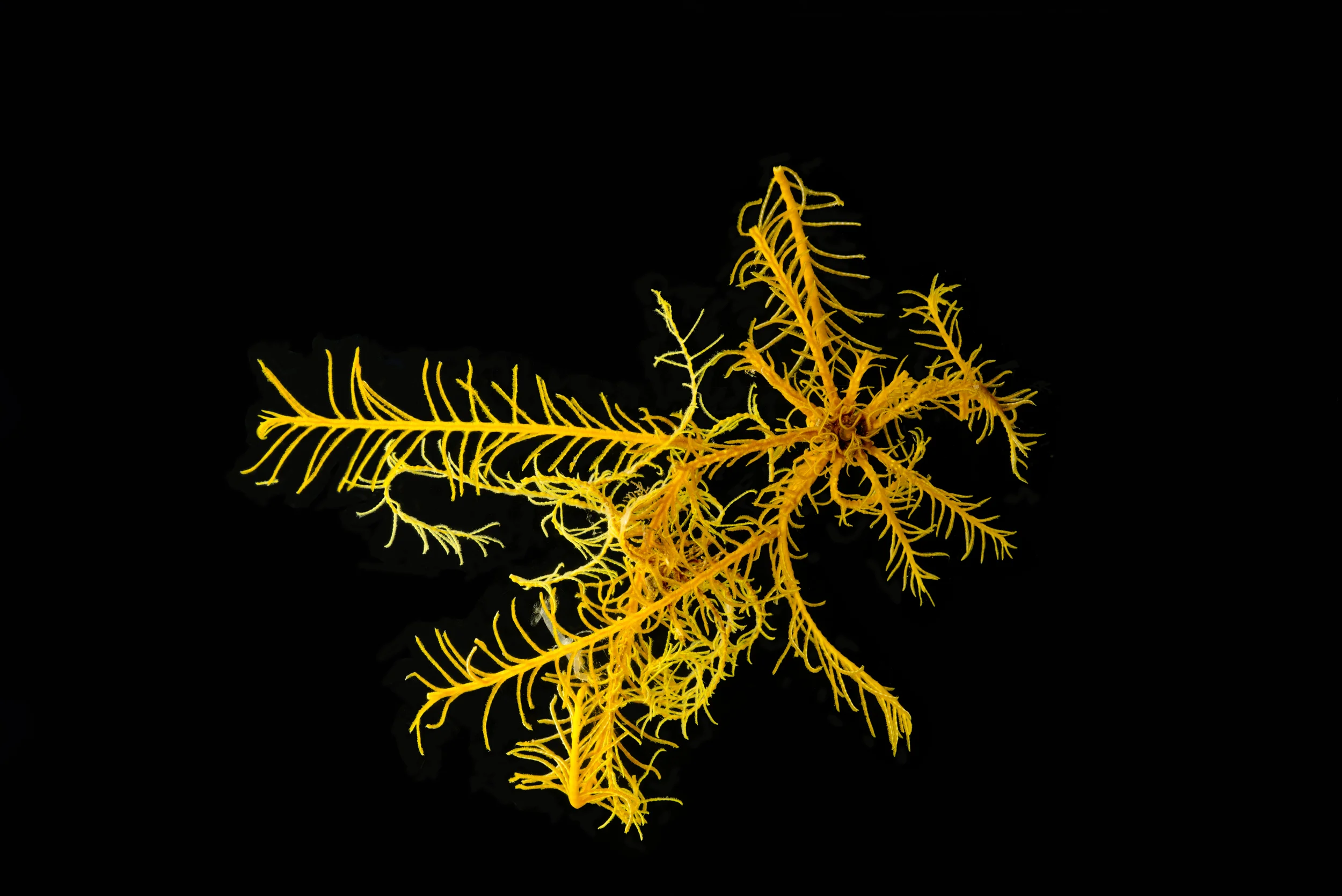 Crinoid