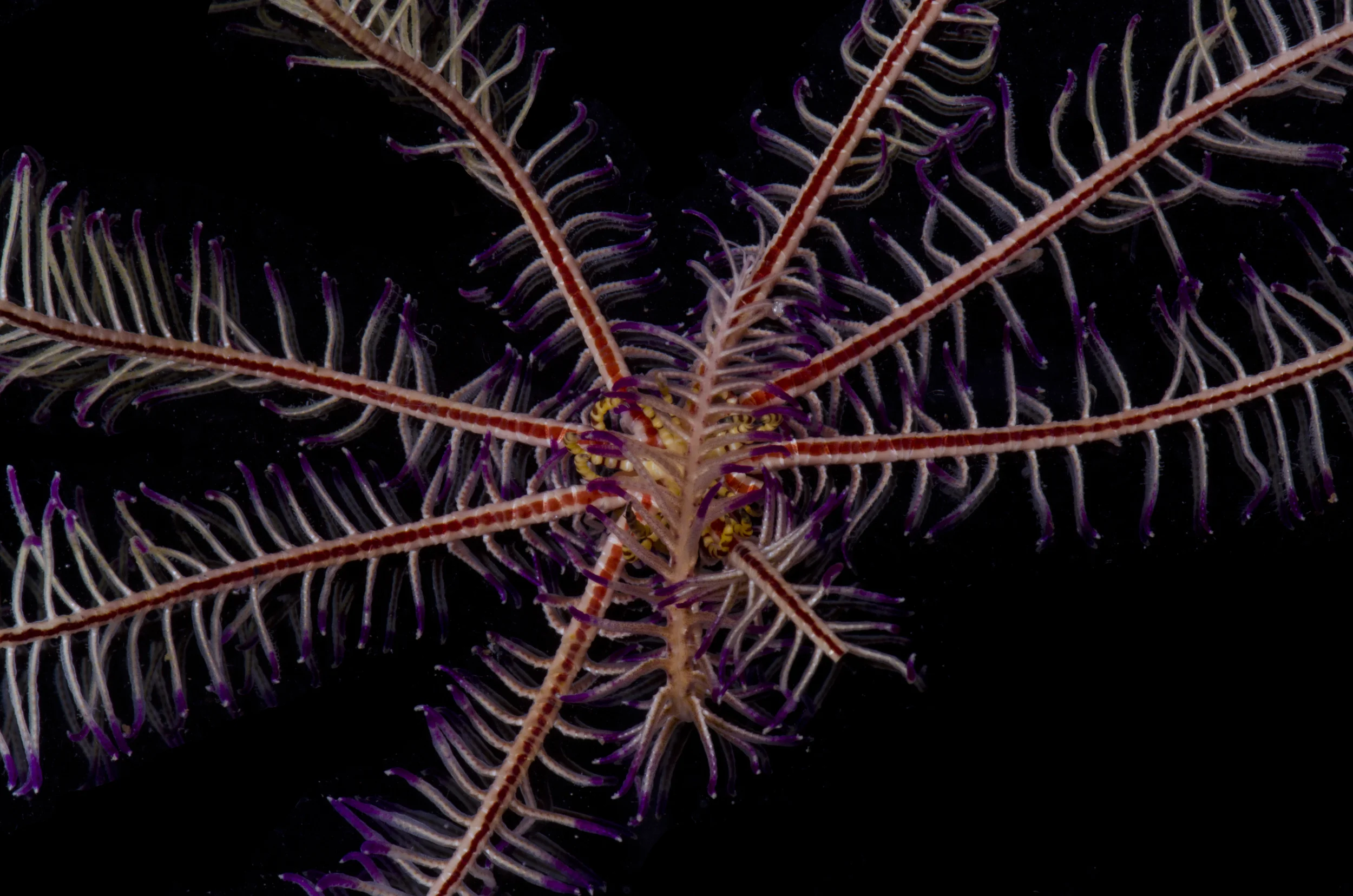 Ophiuroid