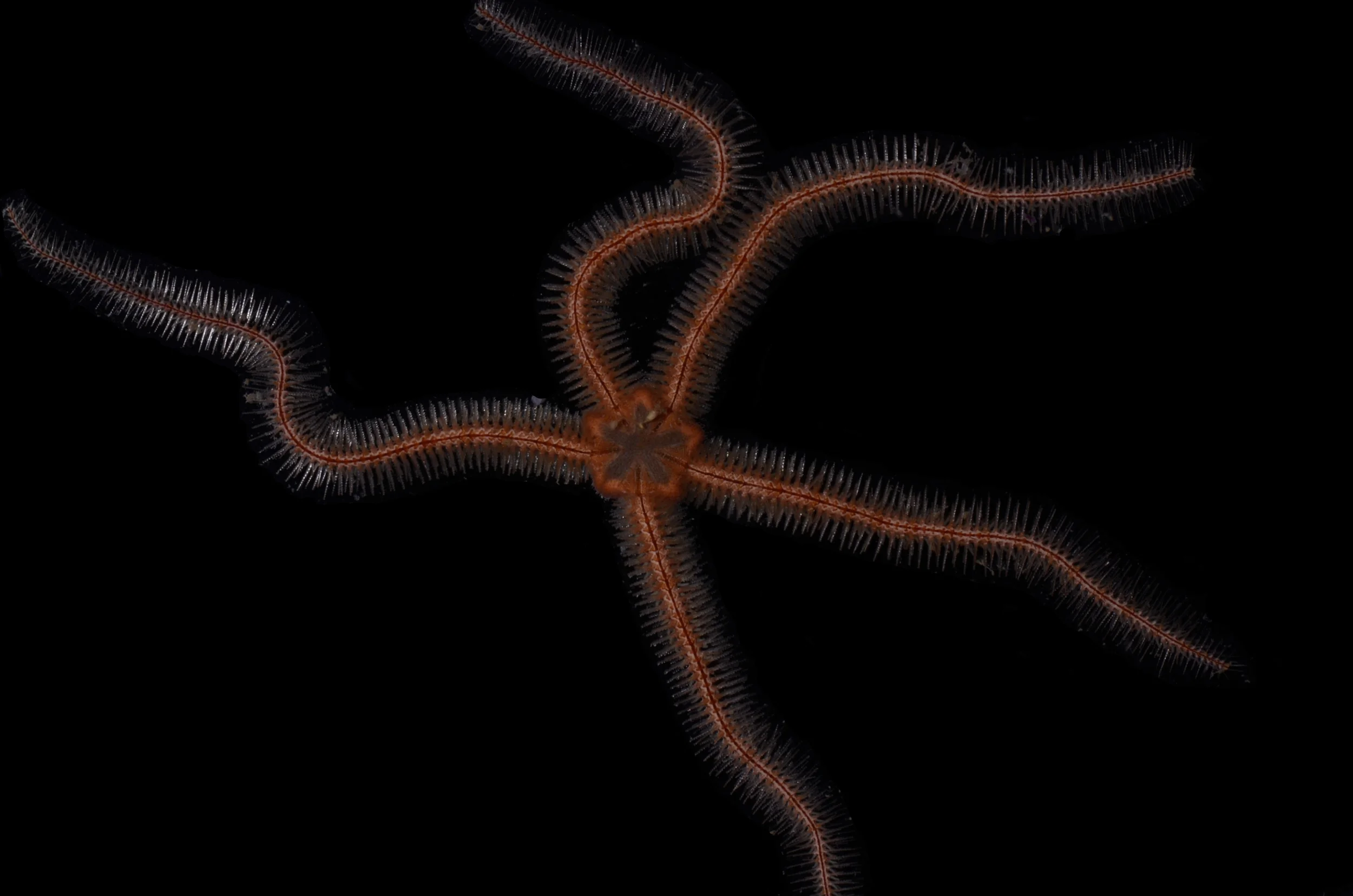 Ophiuroid