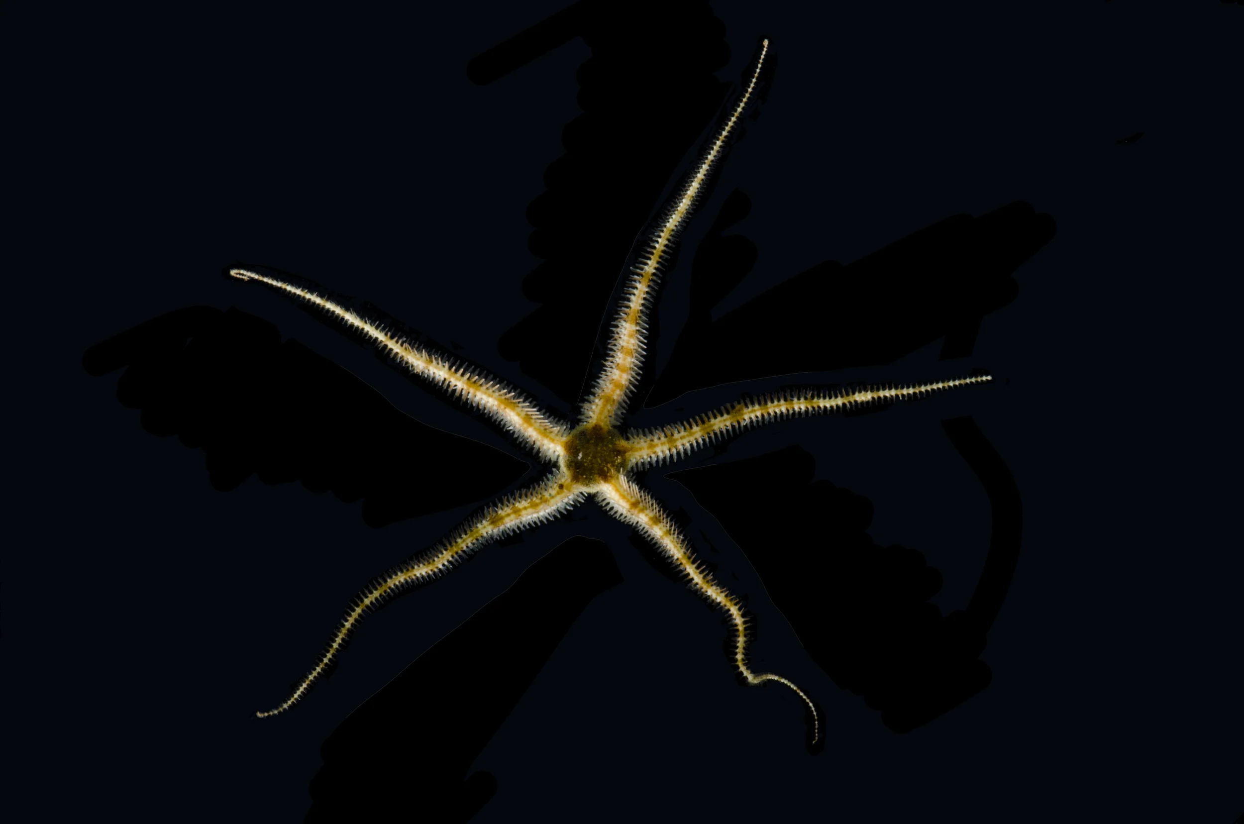 Ophiuroid_DOMI16016_CRP_9915_edit.jpg