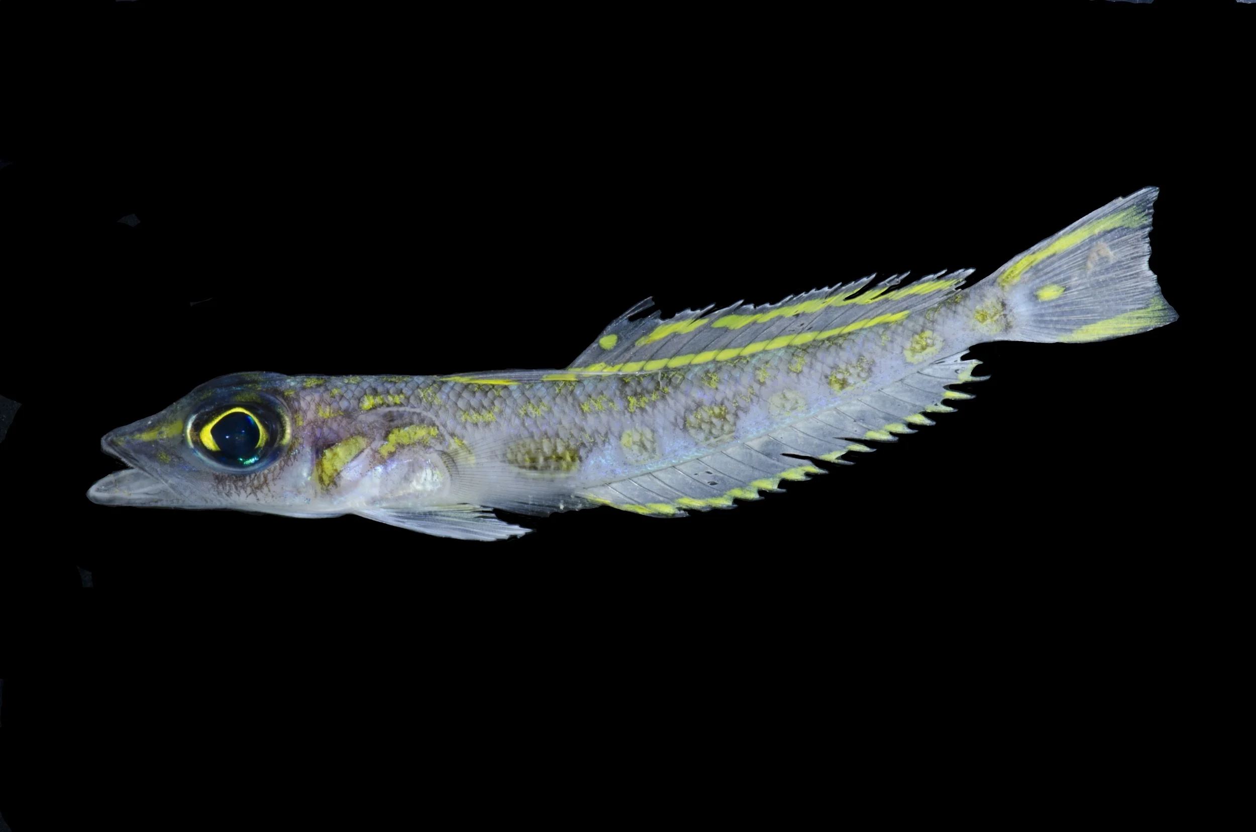 Chrionema_sp_DOM16023_nodepth_CRP_9893_edit.jpg