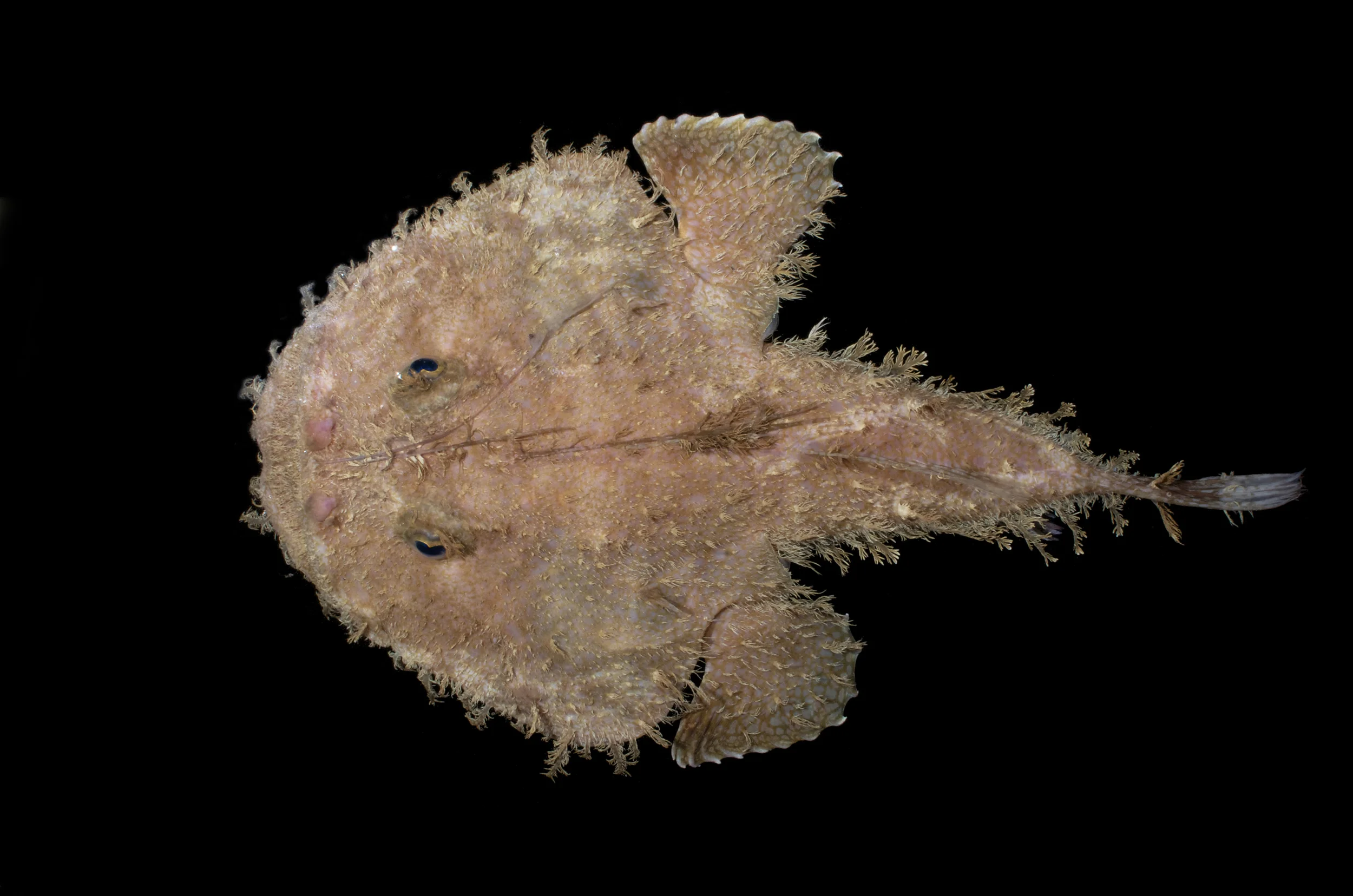 DOM16154_Lophoides_reticulatus_CRP_0675.jpg