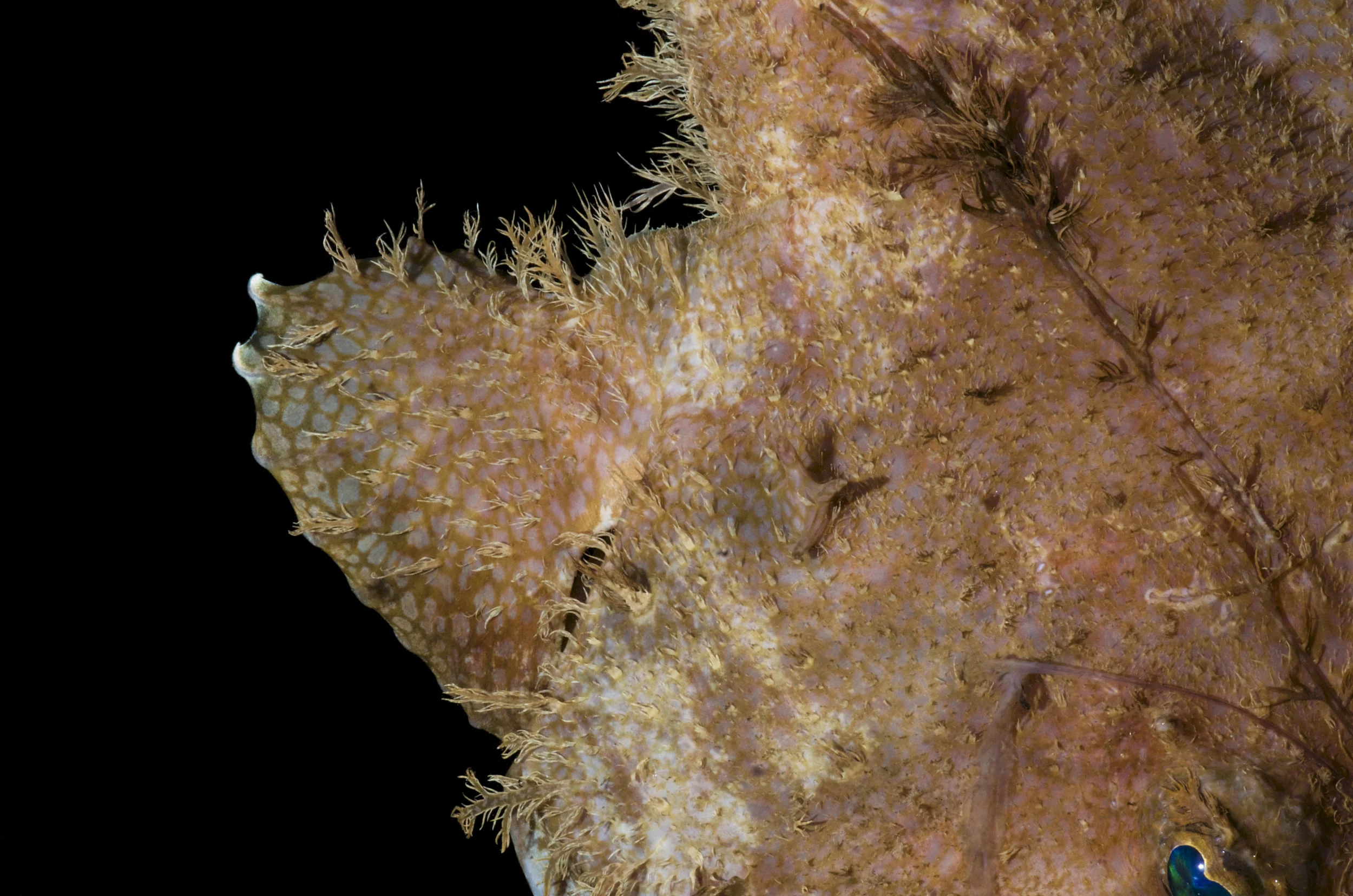 DOM16154_Lophoides_reticulatus_CRP_0686.jpg