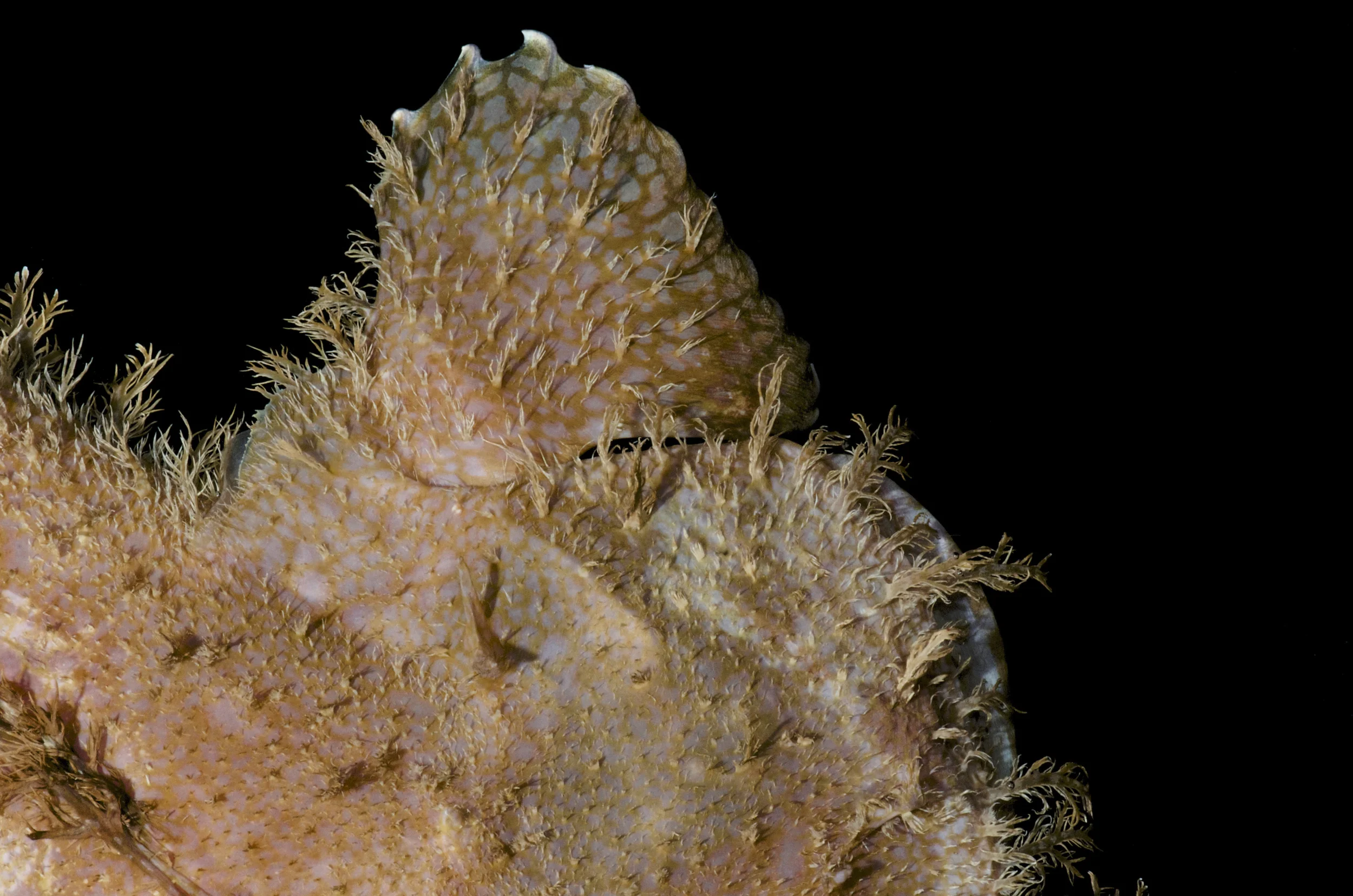 DOM16154_Lophoides_reticulatus_CRP_0688.jpg